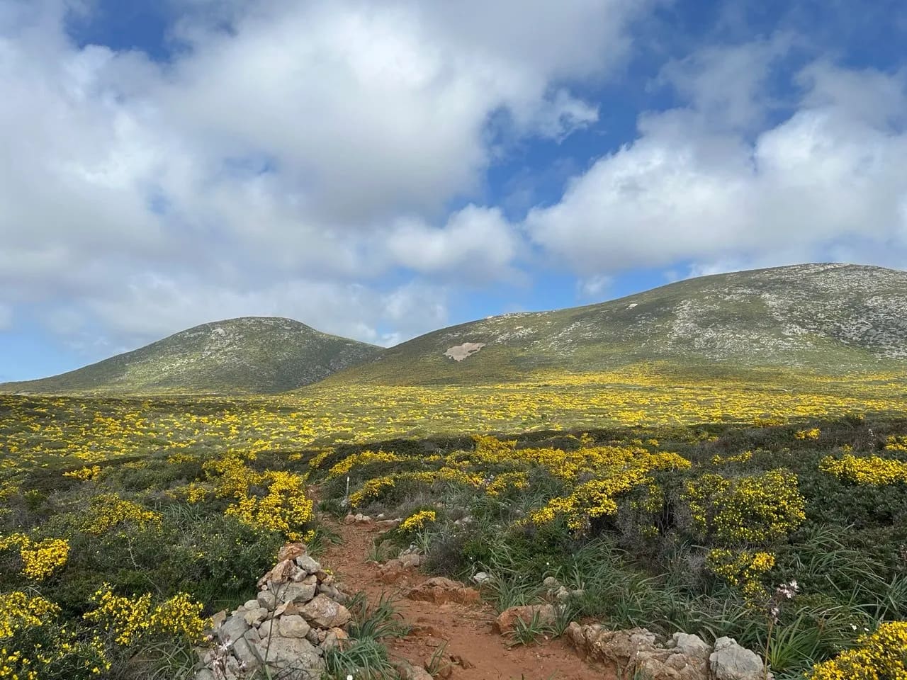 Cover image of Silver Route